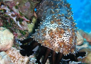 Photo: N. Blau (Sinai?)