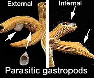 Go to mollusc site - גלוש לאתר הרכיכות