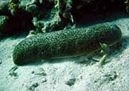 Photo: M. Levin; click for a larger picture