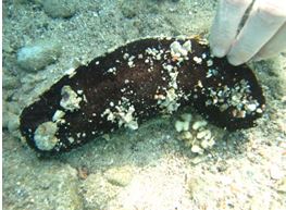 Photo: E. Yuval (Eilat)