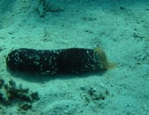 Photo: M. Yuval (Eilat)