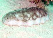 Photo: M. Levin (Eilat)