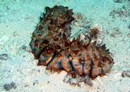 Photo: M. Levin (Eilat)