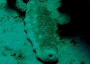 Photo: M. Levin (Eilat)