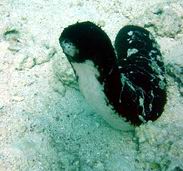 Photo: M. Levin (Eilat)