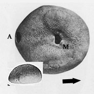 Photo:Dollfus & Roman