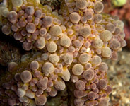 Photo: O. Lederman; Click for a larger picture