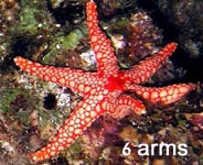 Photo: D. Skvirsky (Abu-Nafha)