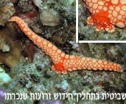 Photo: V. Sapoznikov