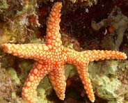 Photo:O. Lederman. Visit his picture gallery