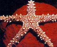 Photo: Dr. A. Colorni