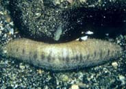 Photo: Bob Fenner, Wetwebmedia; surf to it