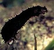 Photo: Y. Schlesinger