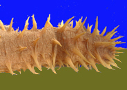 Photo: J. Dafni / N. Segev (Eilat)