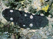 Photo: Y. Shlesinger