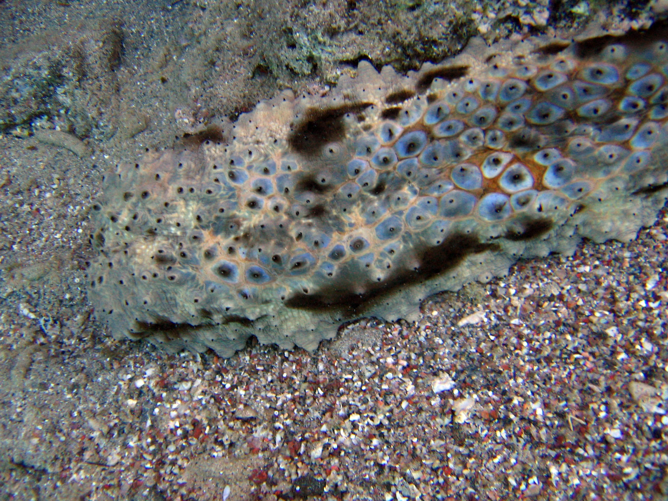 Photo: M. Levin (Eilat)