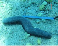 Photo: N. Tchernichovsky (Eilat)