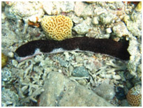 Photo: Matan Yuval / A. Diamant (Eilat)