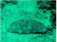 Photo: Matan Yuval (Eilat)