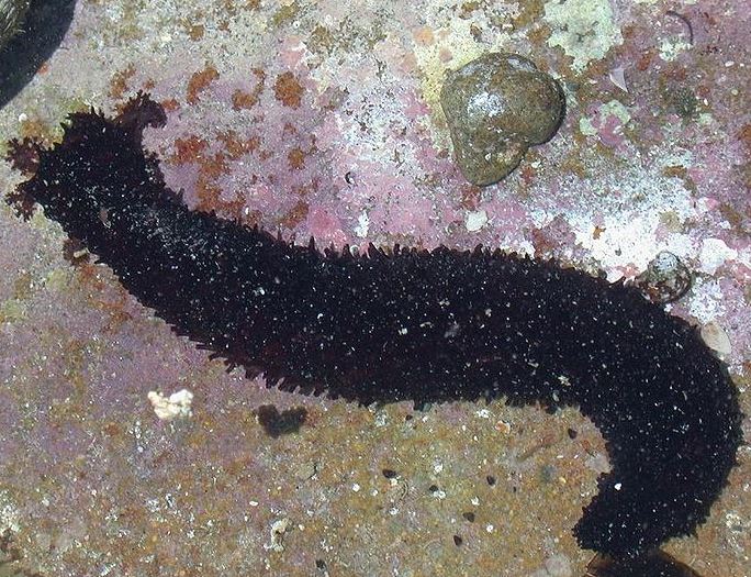 Photo: Keysotio, (Japan Wikipedia)