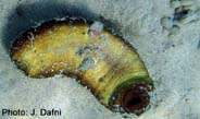 Photo: J. Dafni