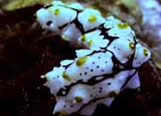 Photo: A. Harpaz: הצעיר של מלפפון-ים זה מחקה את דגם הצבעים של החלזון Phyllidia varicosa