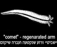 'Comet' - Drawing: J. Dafni