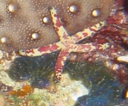 Photo: M. Levin; Click for a larger picture