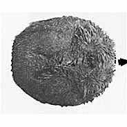 Photo:Dollfus & Roman