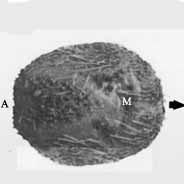 Photo:Dollfus & Roman