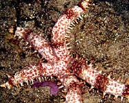 Photo: D. Skvirsky (Abu-Nafha)