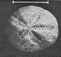 Photo:Dollfus & Roman