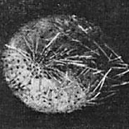 Photo:Dollfus & Roman