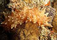 Photo: O. Lederman (Eilat)