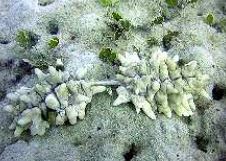 Photo: Hisanori Kohtsuka et al (Internet)