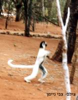 ����� ��� �� �����. �����