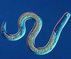 Photo credit: http://www.ucmp.berkeley.edu