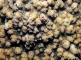 M_cf_cocosensis_JD.jpg